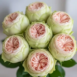 Роза чайно-гибридная премиум Пинки Пай