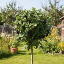 Смородина черная на штамбе Ленинградский великан № 1