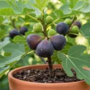 Инжир карликовый комнатный Петит Негра № 1