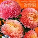 Астра китайская Хризантелла Фламинго на закате Евросемена № 2