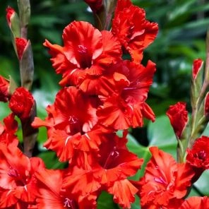 Гладиолус гофрированный Файр Крекер