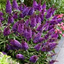 Буддлея Давида Баттерфляй Канди Литтл Пурпл № 1