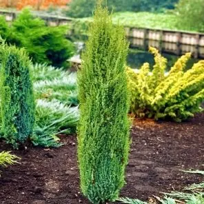 Можжевельник обыкновенный Арнольд