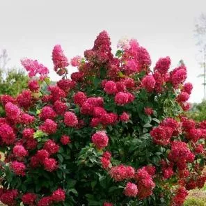 Гортензия метельчатая Вимс Ред