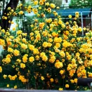 Керрия японская Пленум (Пленифлора) № 1