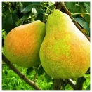 Груша самоплодная Банкетная № 1