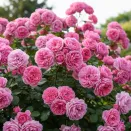 Роза канадская Морден Сентенниал № 1