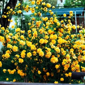 Керрия японская Пленум (Пленифлора)