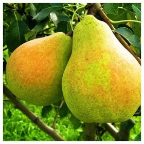 Груша самоплодная Банкетная