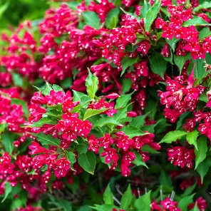 Вейгела цветущая Ред Принц