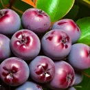 Рябина карликовая сладкая Бурка № 2