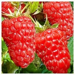 Малина ремонтантная Красная гвардия