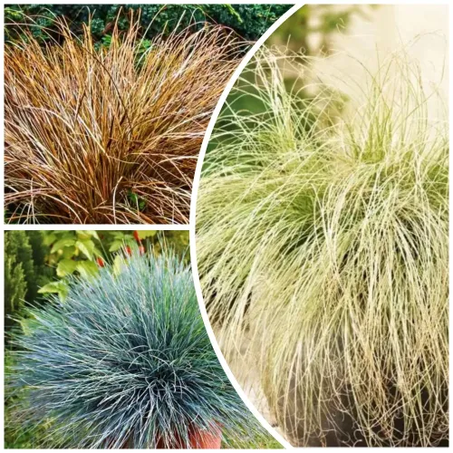 Сверхвыгода! Комплект злаков "Травяной вальс" из 3 сортов