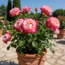 Роза флорибунда горшечная Суни № 1