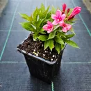 Вейгела цветущая Ред Принц № 2