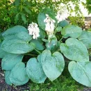 Хоста Элеганс № 1