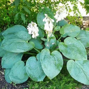 Хоста Элеганс