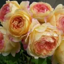 Роза шраб Розоман Жанон № 2