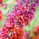 Буддлея Давида для новичков Флауэр Пауэр № 2