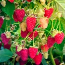 Малина штамбовая ремонтантная Сказочный конь № 2