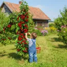 Вишня колоновидная Королева № 1