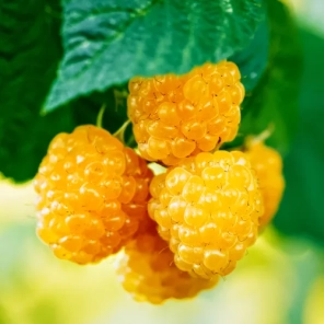 Подарок - Малина ремонтантная со вкусом ананаса Фолголд