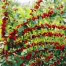 Вишня войлочная сладкая Цыганка № 1