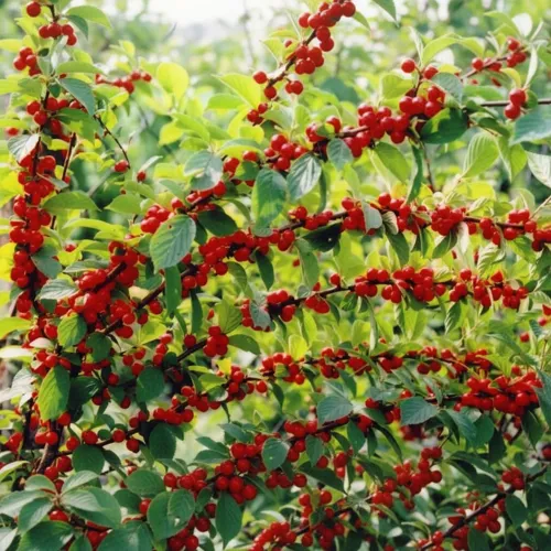 Вишня войлочная сладкая Цыганка