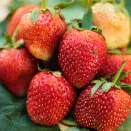 Земляника крупноплодная для бедных почв Сибилла, 5 саж. № 1