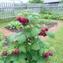 Малина ремонтантная фиолетовая Моллинг Пэшн № 3