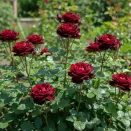 Роза канадская теневыносливая Неви Леди № 1