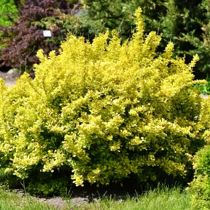 Барбарис Тунберга Ауреа