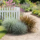 Сверхвыгода! Комплект злаков "Травяной вальс" из 3 сортов № 1