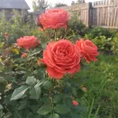 Роза чайно-гибридная крупноцветковая срезочная Лаура № 2