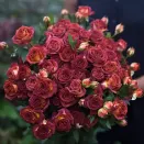 Роза спрей малошипная Шоколад Баблз № 1