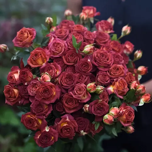 Роза спрей малошипная Шоколад Баблз