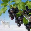 Смородина черная Якутская № 1