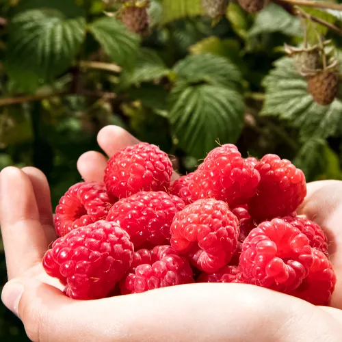 Малиновое дерево для долгого урожая Распберри Тауэр