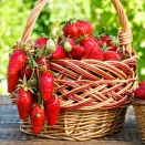 Земляника крупноплодная с ароматом малины Элоди, 5 саж. № 2