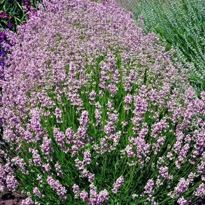 Лаванда узколистная Розеа