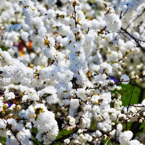 Вишня железистая (русская сакура) Альба Плена