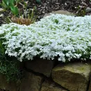 Флокс шиловидный Вайт Делайт № 2