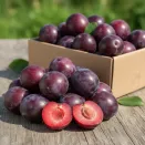 Черрикос (гибрид алычи и абрикоса черного) № 1