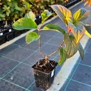 Гортензия метельчатая с повышенной морозостойкостью Пинки Винки № 2