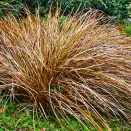 Осока петри Милк Чоколейт № 1