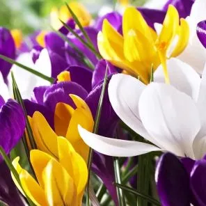 Комплект крокусов "Первоцветы для холодной весны"