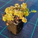 Очиток (седум) Миддендорфа Вариегата № 2