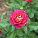 Роза флорибунда со стойким ароматом Брера № 2