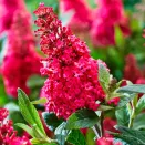 Буддлея Давида Баттерфляй Канди Литтл Руби № 2