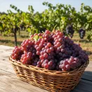 Виноград сладкий для сложного климата Свенсон Ред № 1